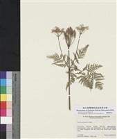 藏品(茉莉芹)的圖片